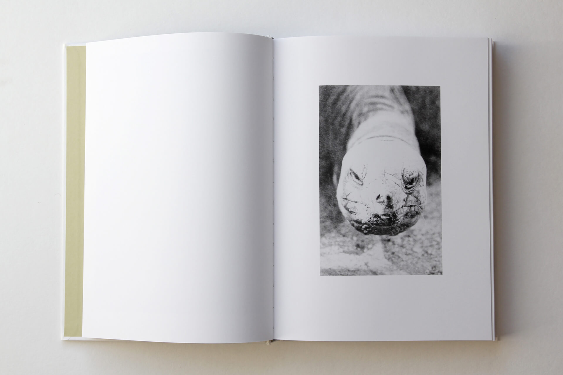 Doppelseite aus „Phenotype“  von J. Lempert. Rechts: schwarz-weiß-Foto mit Kopf einer Schildkröte
