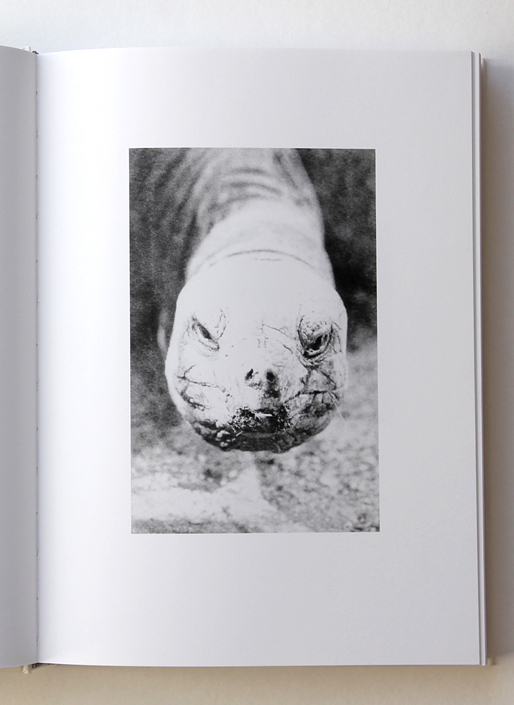 Vorschaubild Startseite. Detail mit Kopf einer Schildkröte aus dem Künstlerbuch „Phenotype“ von J. Lempert.